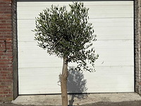 Olijfboom florida - olea europaea - ca. 40 jaar oud - hoogte ca. 170 cm - afbeelding 6 van  6