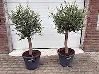Olijfboom florida - olea europaea - hoogte ca. 170 cm (2x) - afbeelding 1 van  5