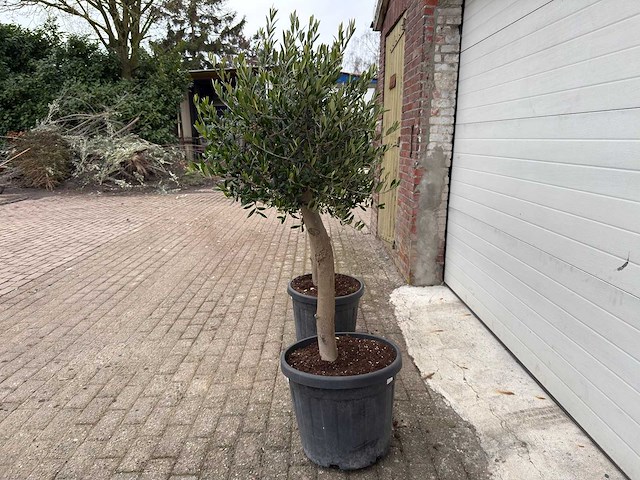 Olijfboom florida - olea europaea - hoogte ca. 170 cm (2x) - afbeelding 2 van  5