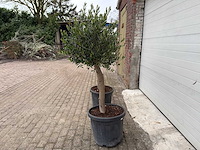 Olijfboom florida - olea europaea - hoogte ca. 170 cm (2x) - afbeelding 2 van  5