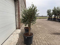 Olijfboom florida - olea europaea - hoogte ca. 170 cm (2x) - afbeelding 3 van  5