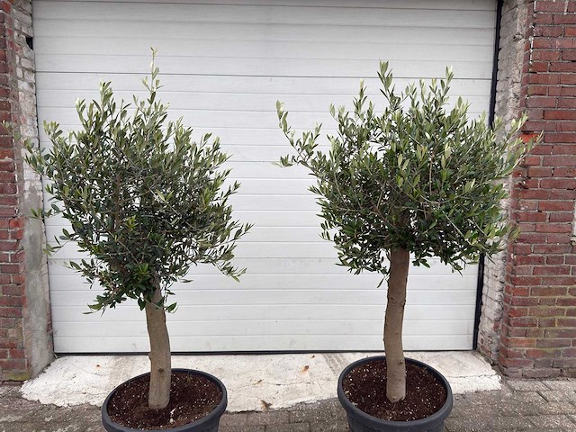 Olijfboom florida - olea europaea - hoogte ca. 170 cm (2x) - afbeelding 4 van  5