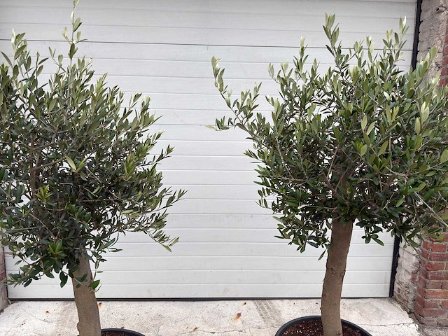 Olijfboom florida - olea europaea - hoogte ca. 170 cm (2x) - afbeelding 5 van  5