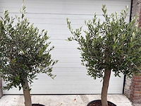 Olijfboom florida - olea europaea - hoogte ca. 170 cm (2x) - afbeelding 5 van  5
