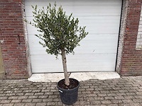 Olijfboom florida - olea europaea - hoogte ca. 170 cm - afbeelding 1 van  3