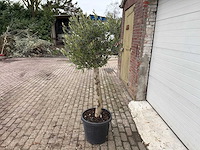 Olijfboom florida - olea europaea - hoogte ca. 170 cm - afbeelding 2 van  3