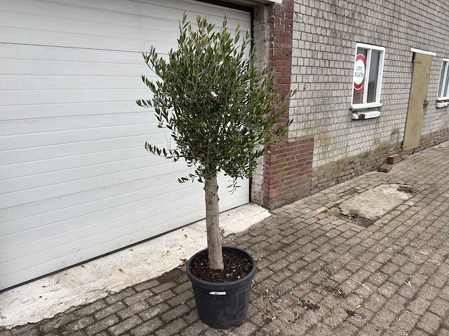 Olijfboom florida - olea europaea - hoogte ca. 170 cm - afbeelding 3 van  3