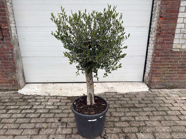 Olijfboom florida - olea europaea - hoogte ca. 170 cm - afbeelding 1 van  5