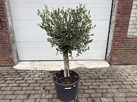 Olijfboom florida - olea europaea - hoogte ca. 170 cm - afbeelding 1 van  5