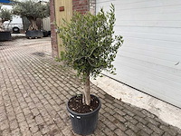 Olijfboom florida - olea europaea - hoogte ca. 170 cm - afbeelding 2 van  5