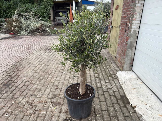 Olijfboom florida - olea europaea - hoogte ca. 170 cm - afbeelding 3 van  5