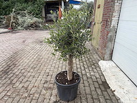 Olijfboom florida - olea europaea - hoogte ca. 170 cm - afbeelding 3 van  5