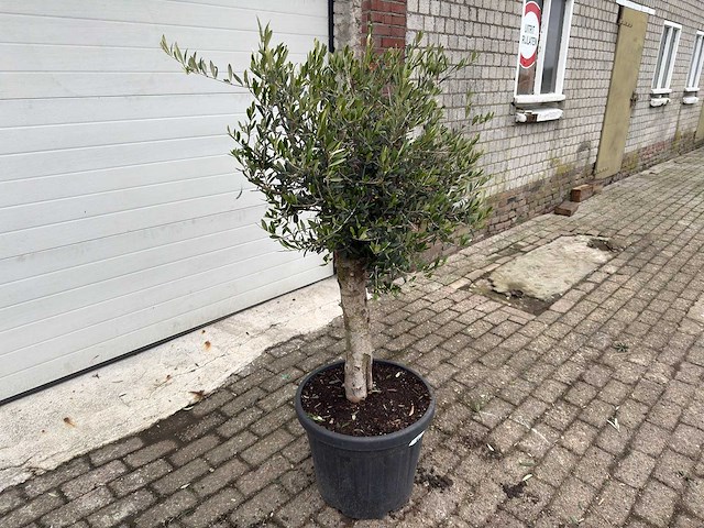 Olijfboom florida - olea europaea - hoogte ca. 170 cm - afbeelding 4 van  5