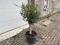 Olijfboom florida - olea europaea - hoogte ca. 170 cm - afbeelding 4 van  5