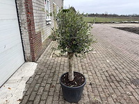 Olijfboom florida - olea europaea - hoogte ca. 170 cm - afbeelding 5 van  5
