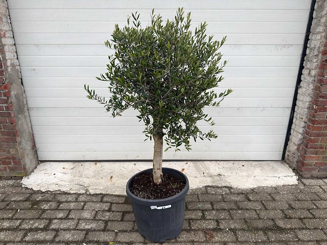 Olijfboom florida - olea europaea - hoogte ca. 170 cm - afbeelding 1 van  2