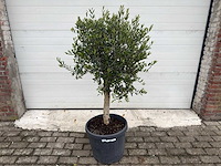 Olijfboom florida - olea europaea - hoogte ca. 170 cm - afbeelding 1 van  2