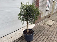 Olijfboom florida - olea europaea - hoogte ca. 170 cm - afbeelding 2 van  2