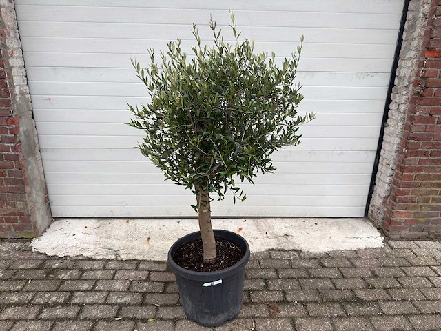 Olijfboom florida - olea europaea - hoogte ca. 170 cm - afbeelding 1 van  3