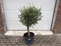 Olijfboom florida - olea europaea - hoogte ca. 170 cm - afbeelding 1 van  3