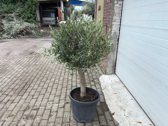 Olijfboom florida - olea europaea - hoogte ca. 170 cm - afbeelding 2 van  3
