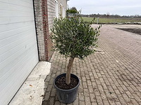 Olijfboom florida - olea europaea - hoogte ca. 170 cm - afbeelding 3 van  3