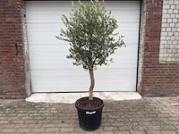 Olijfboom florida - olea europaea - hoogte ca. 170 cm - afbeelding 1 van  4