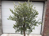 Olijfboom florida - olea europaea - hoogte ca. 170 cm - afbeelding 3 van  4