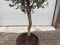 Olijfboom florida - olea europaea - hoogte ca. 170 cm - afbeelding 4 van  4