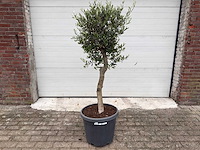 Olijfboom florida - olea europaea - hoogte ca. 170 cm - afbeelding 1 van  3