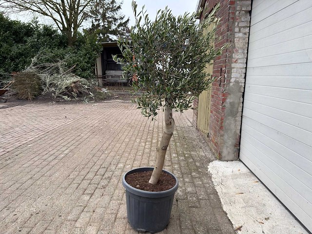 Olijfboom florida - olea europaea - hoogte ca. 170 cm - afbeelding 2 van  3