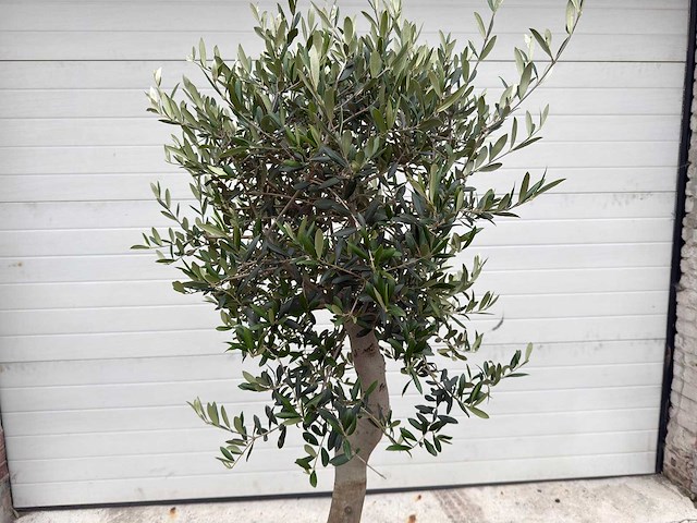 Olijfboom florida - olea europaea - hoogte ca. 170 cm - afbeelding 3 van  3