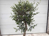 Olijfboom florida - olea europaea - hoogte ca. 170 cm - afbeelding 3 van  3
