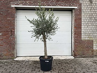 Olijfboom florida - olea europaea - hoogte ca. 170 cm - afbeelding 1 van  5