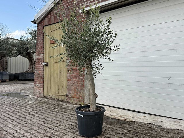 Olijfboom florida - olea europaea - hoogte ca. 170 cm - afbeelding 2 van  5
