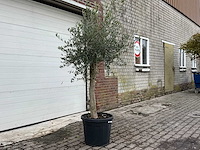 Olijfboom florida - olea europaea - hoogte ca. 170 cm - afbeelding 3 van  5