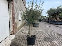 Olijfboom florida - olea europaea - hoogte ca. 170 cm - afbeelding 4 van  5