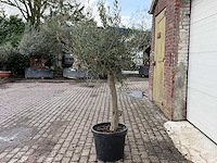 Olijfboom florida - olea europaea - hoogte ca. 170 cm - afbeelding 5 van  5