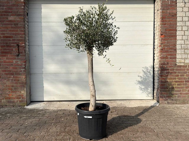 Olijfboom florida - olea europaea - hoogte ca. 170 cm - afbeelding 1 van  6