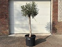 Olijfboom florida - olea europaea - hoogte ca. 170 cm - afbeelding 1 van  6