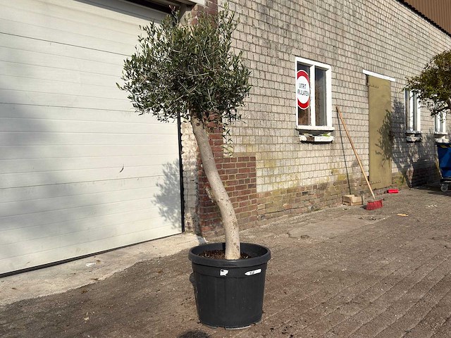Olijfboom florida - olea europaea - hoogte ca. 170 cm - afbeelding 2 van  6
