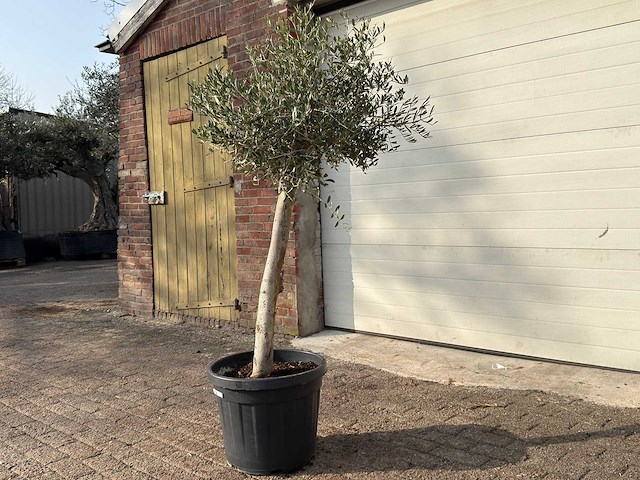 Olijfboom florida - olea europaea - hoogte ca. 170 cm - afbeelding 3 van  6