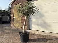 Olijfboom florida - olea europaea - hoogte ca. 170 cm - afbeelding 3 van  6
