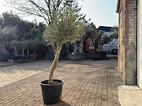 Olijfboom florida - olea europaea - hoogte ca. 170 cm - afbeelding 4 van  6