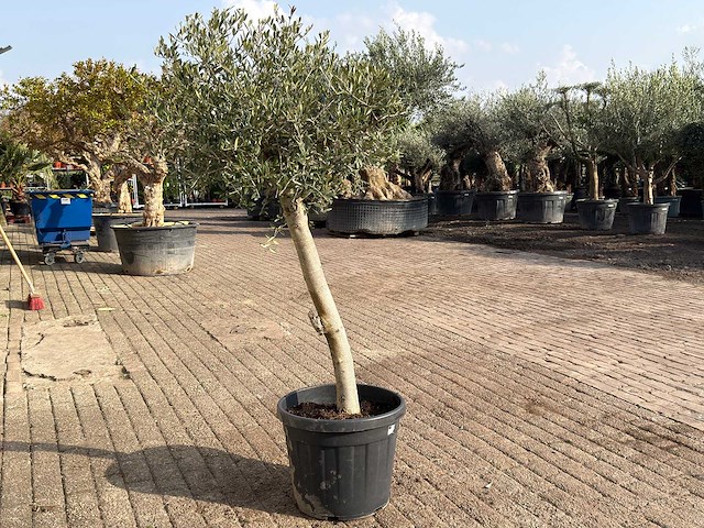 Olijfboom florida - olea europaea - hoogte ca. 170 cm - afbeelding 5 van  6
