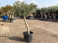 Olijfboom florida - olea europaea - hoogte ca. 170 cm - afbeelding 5 van  6