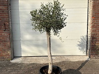 Olijfboom florida - olea europaea - hoogte ca. 170 cm - afbeelding 6 van  6