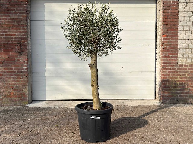 Olijfboom florida - olea europaea - hoogte ca. 170 cm - afbeelding 1 van  6