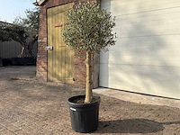 Olijfboom florida - olea europaea - hoogte ca. 170 cm - afbeelding 2 van  6