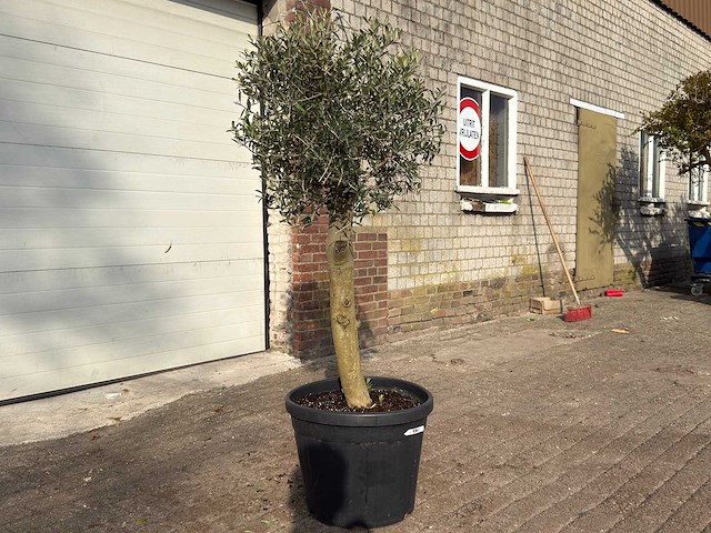 Olijfboom florida - olea europaea - hoogte ca. 170 cm - afbeelding 3 van  6